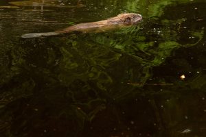 Bever - foto: Sandy Spaenhoven