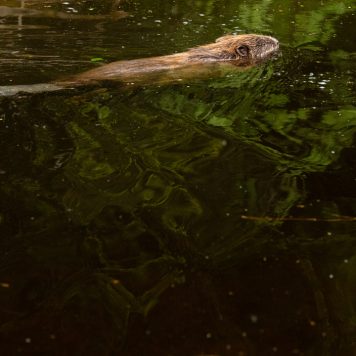 Bever - foto: Sandy Spaenhoven