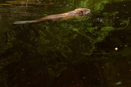 Bever - foto: Sandy Spaenhoven