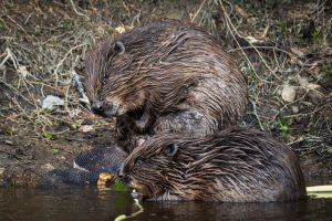Bevers - foto: Sandy Spaenhoven
