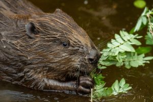 Bever - foto: Sandy Spaenhoven