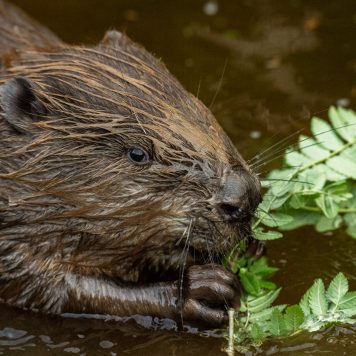 Bever - foto: Sandy Spaenhoven