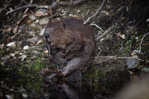 Bever - foto: Guido Rooseleer