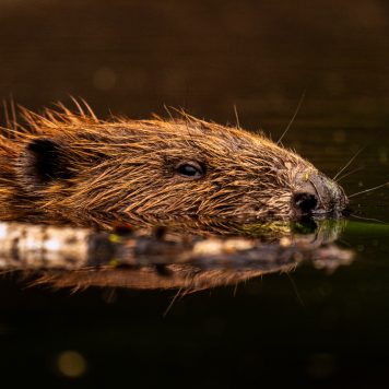 Bever - foto: Sandy Spaenhoven