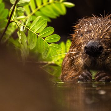 Bever - foto: Sandy Spaenhoven