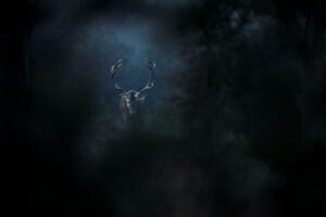 Sfeerbeeld uit de film - foto: Vincent Munier