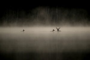 Sfeerbeeld uit de film - foto: Vincent Munier