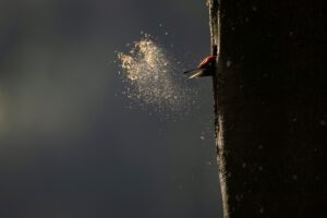 Sfeerbeeld uit de film - foto: Vincent Munier