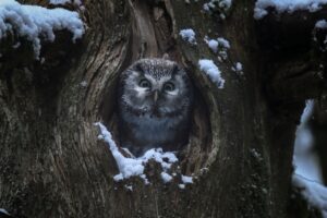 Sfeerbeeld uit de film - foto: Vincent Munier
