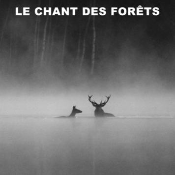Exclusieve avant-première Benelux film 'Le Chant des Forêts' - Vincent Munier