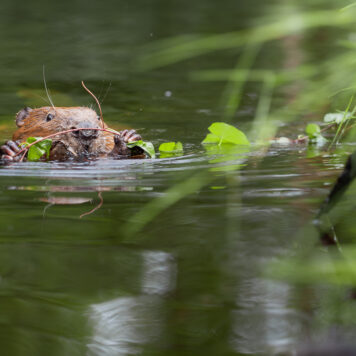 Fotoweekend 'Wild van de Ardennen' - 19 tot 21 juni 2026