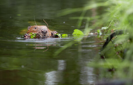 Fotoweekend 'Wild van de Ardennen' - 19 tot 21 juni 2026
