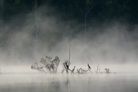 Aalscholvers - foto: Swa Bouvé