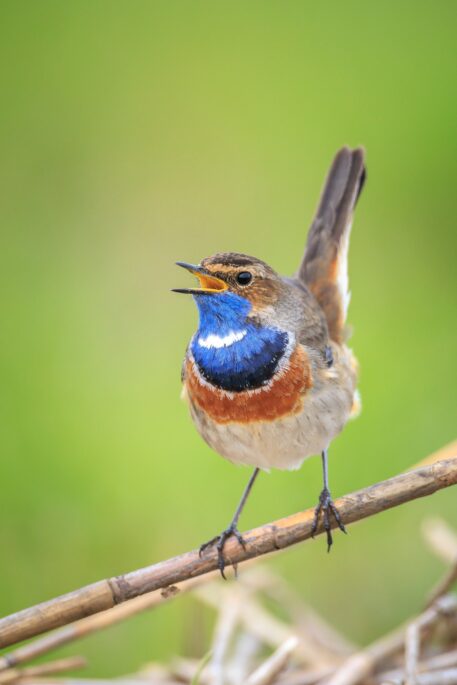 Blauwborst - foto: Sander Meertins