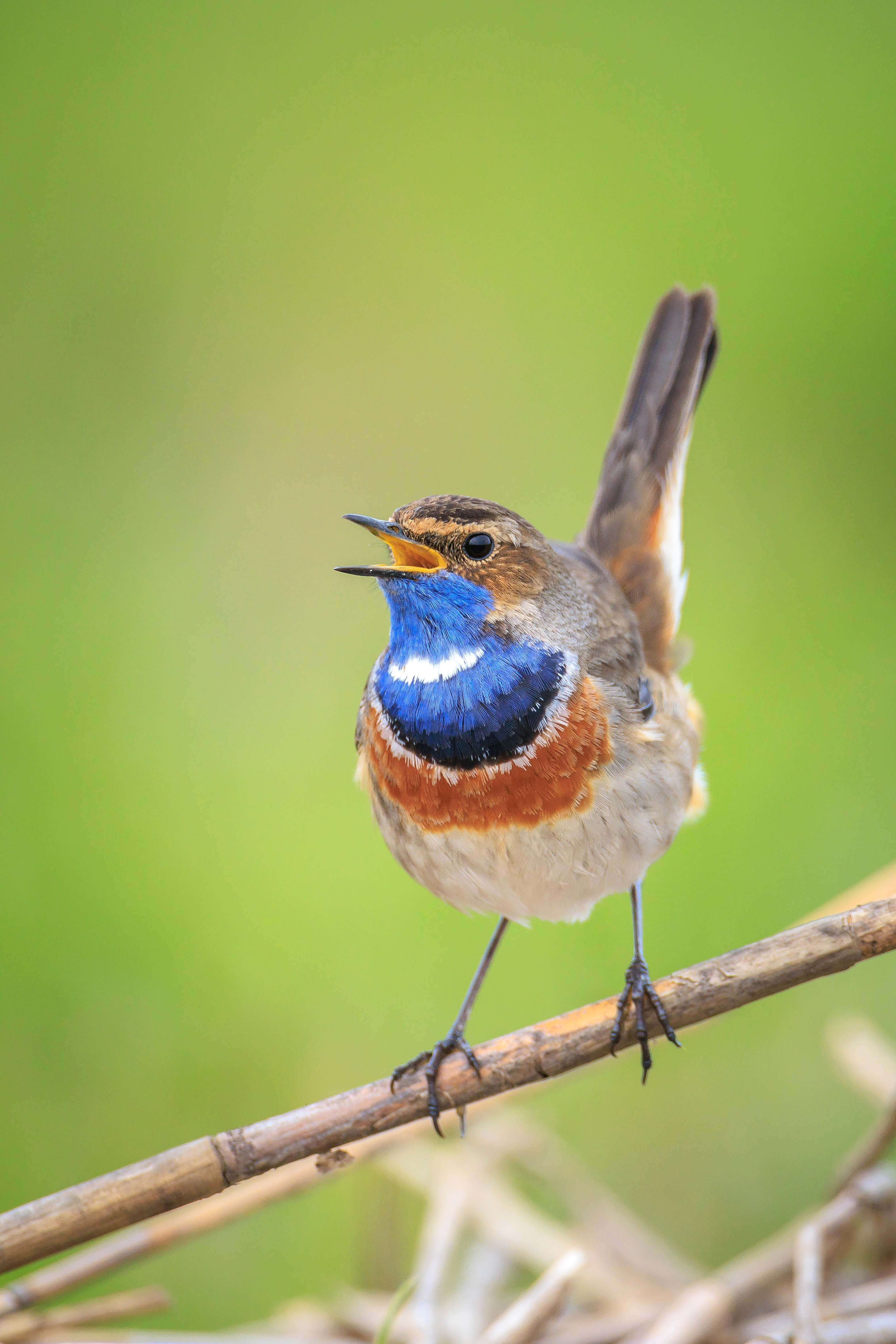 Blauwborst - foto: Sander Meertins