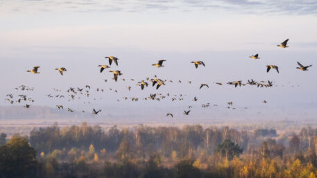 Rietganzen - foto: Bob Luijks
