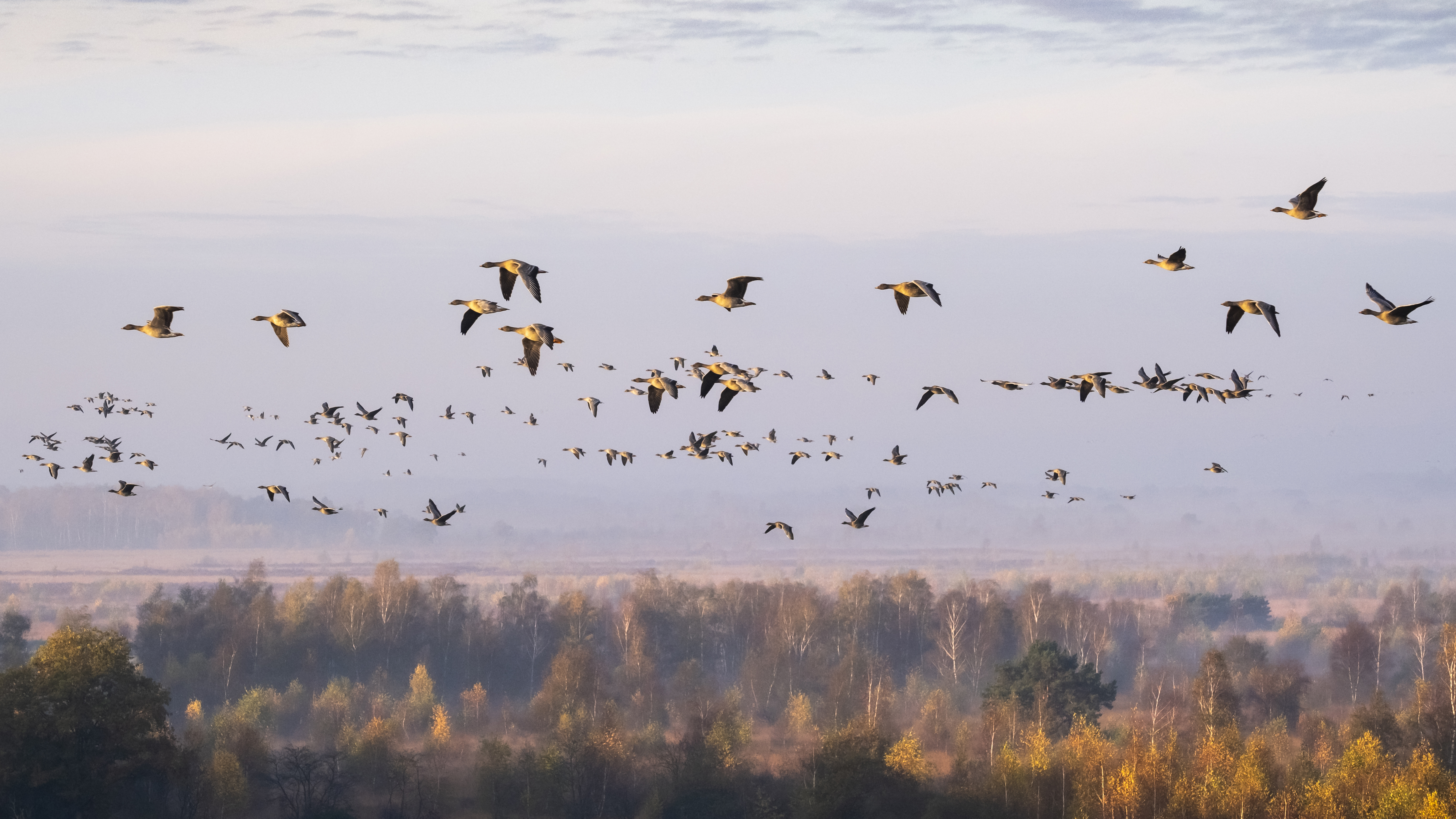 Rietganzen - foto: Bob Luijks