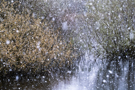 Sneeuw in het moeras - foto: Bob Luijks