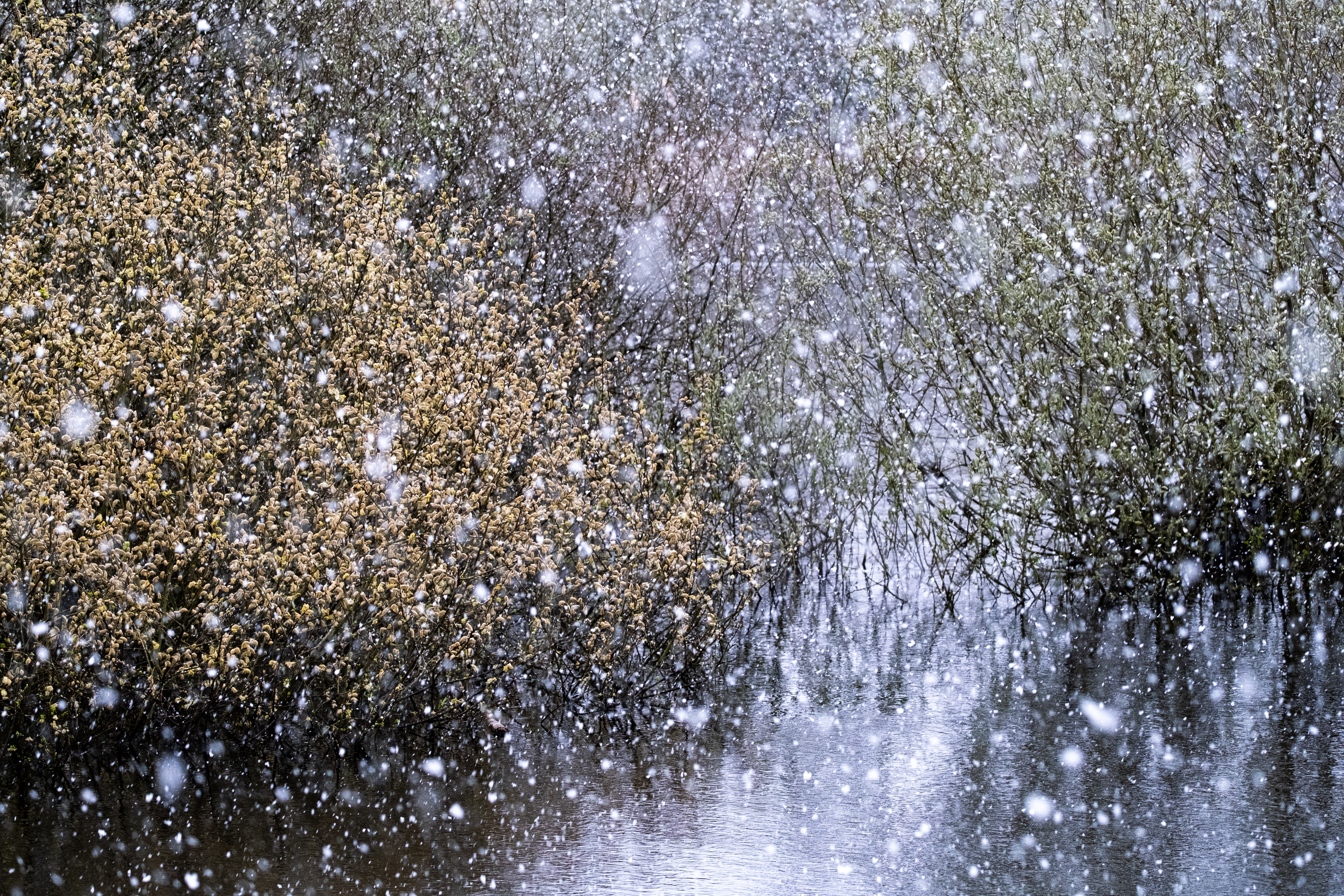 Sneeuw in het moeras - foto: Bob Luijks