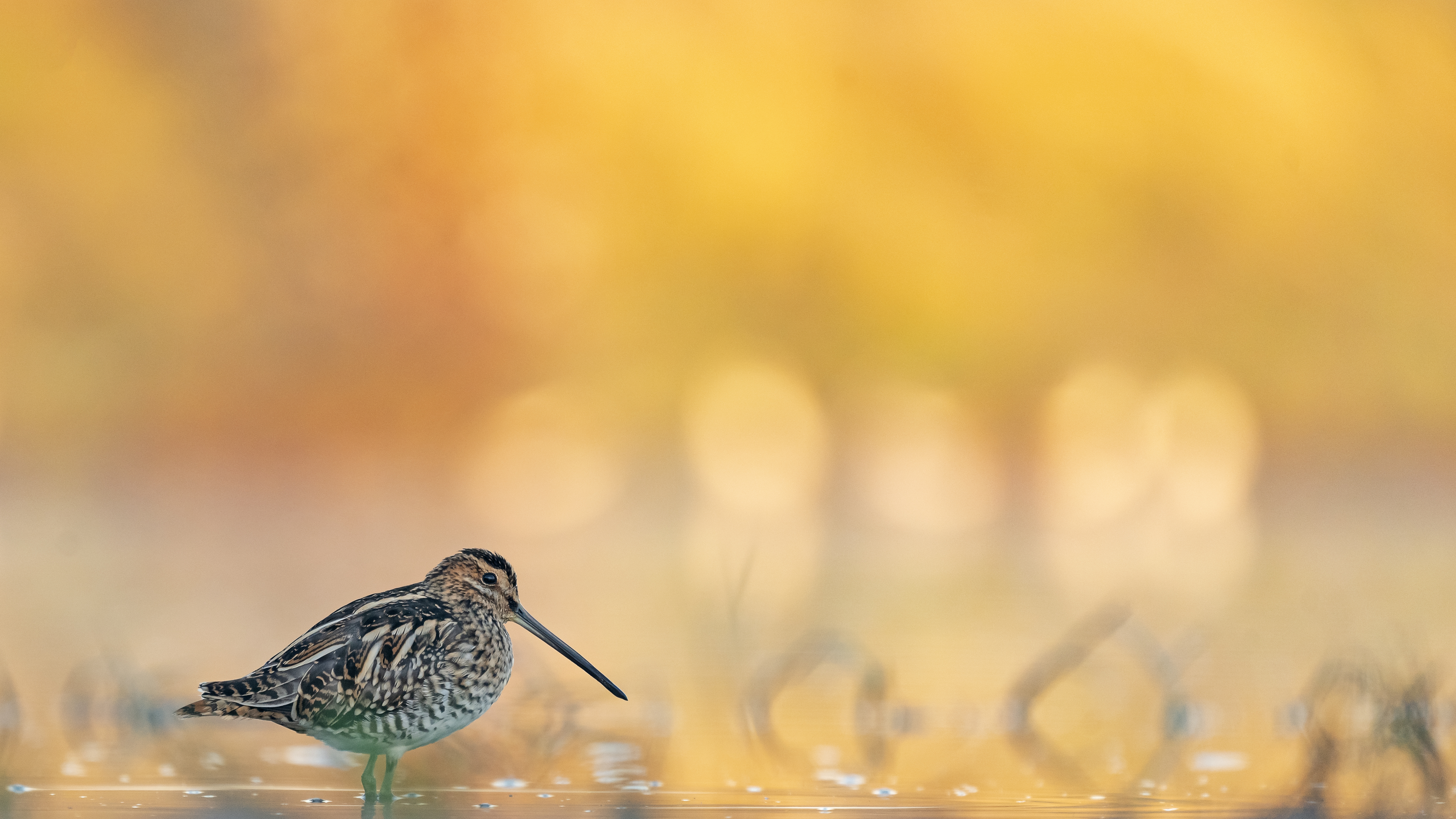 Watersnip - foto: Sacha Bijkerk