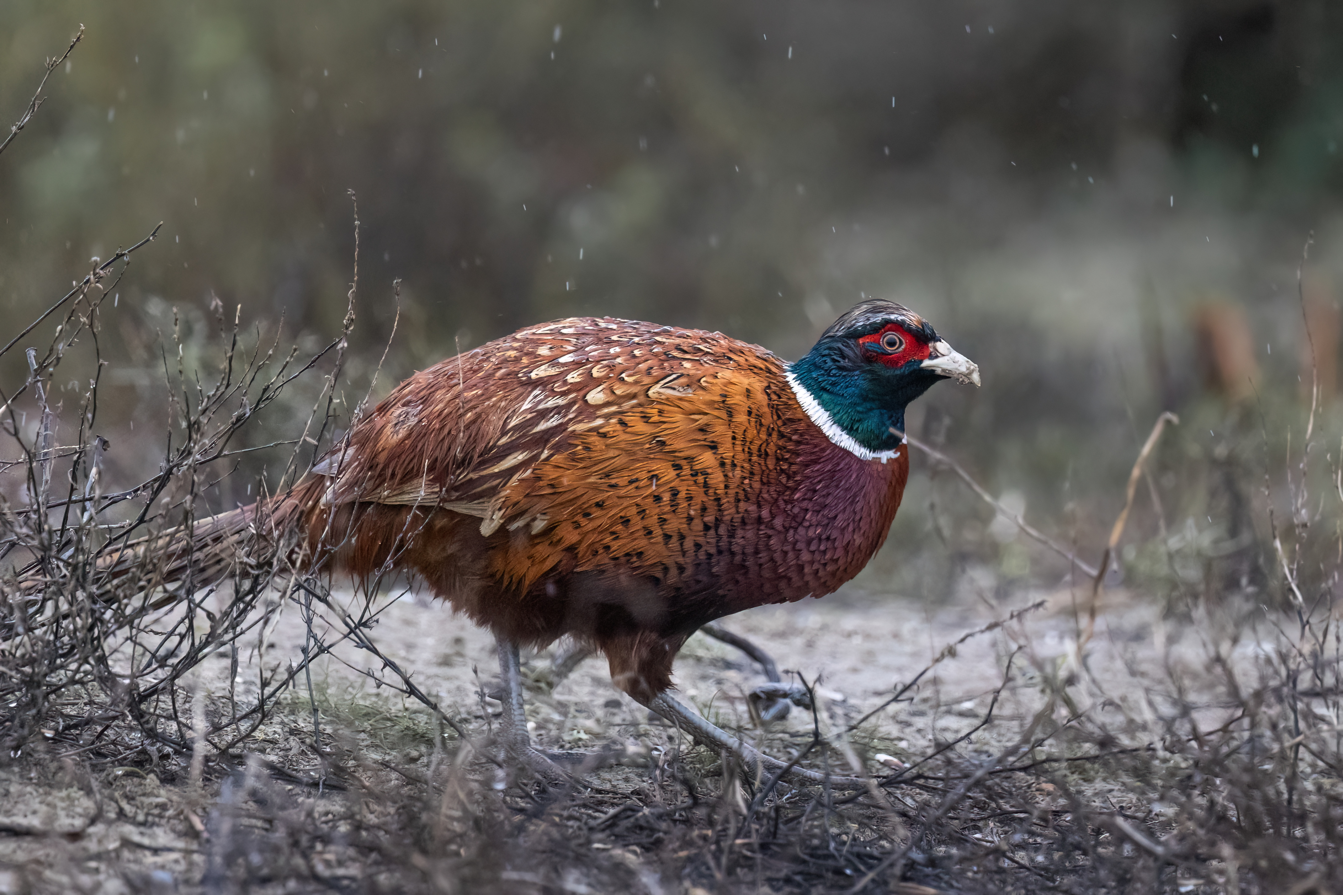 Fazant - foto: Eva Vermeylen