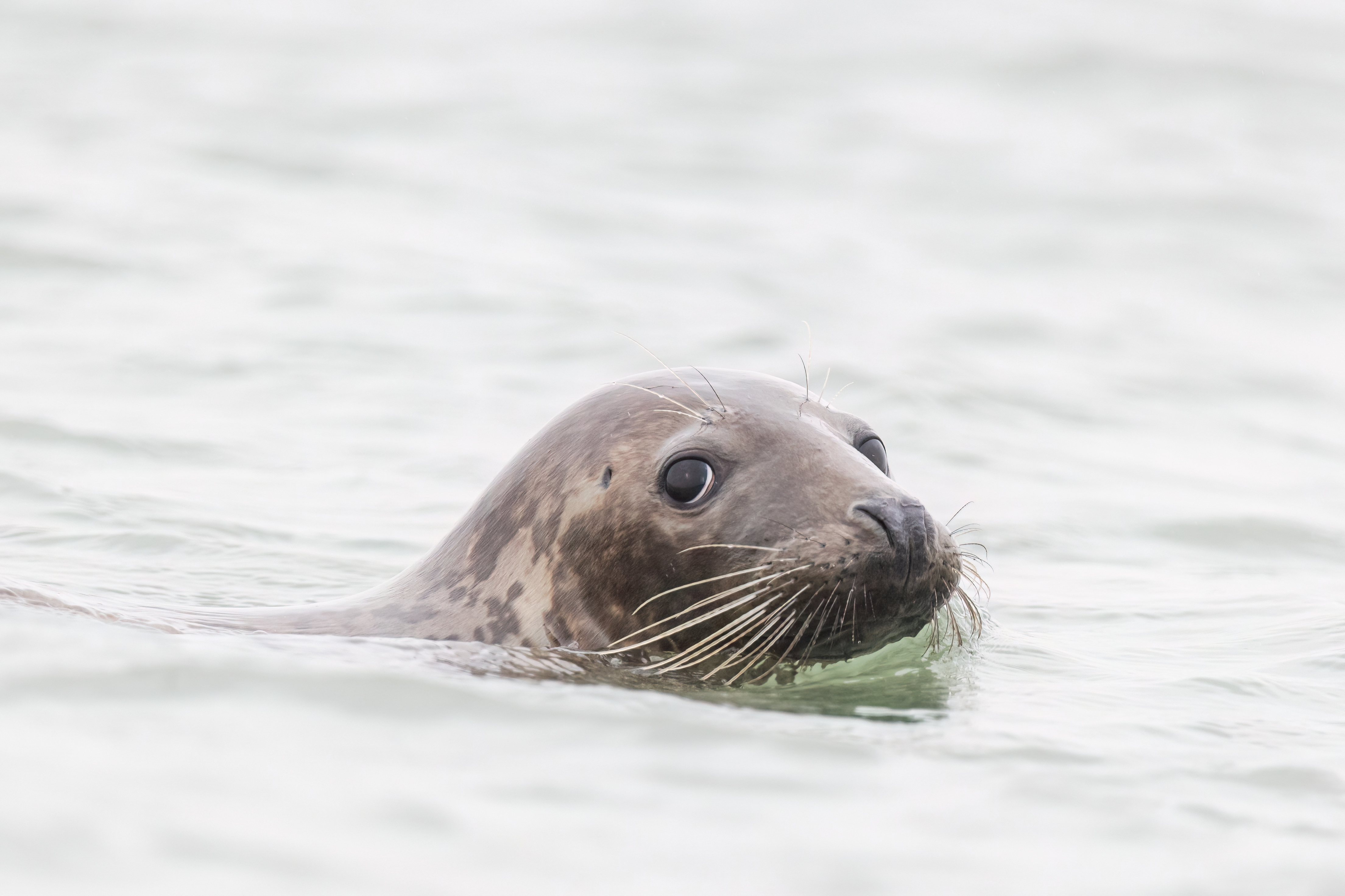 Grijze zeehond - foto: Eva Vermeylen