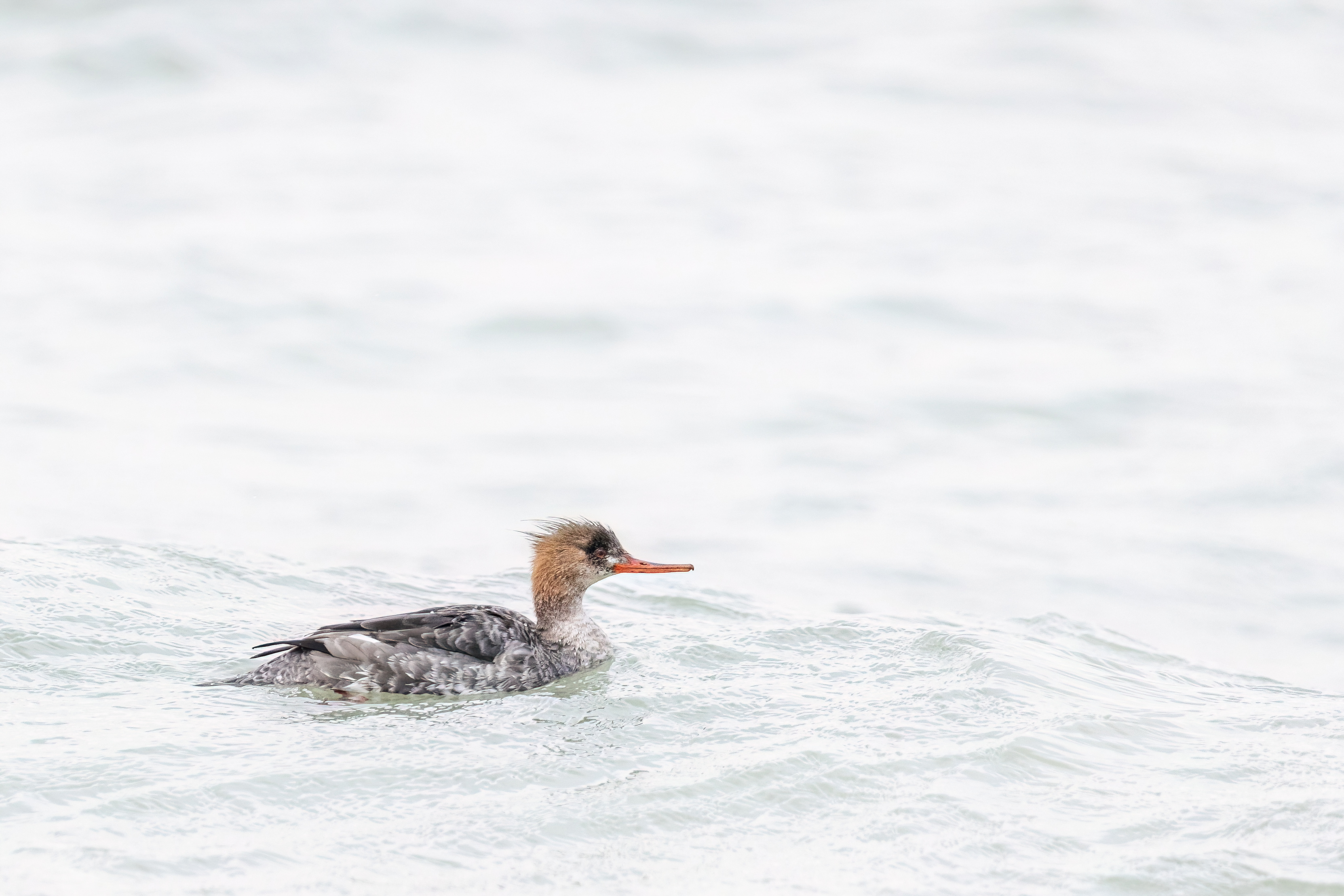 Vrouwtje middelste zaagbek - foto: Eva Vermeylen