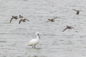 Lepelaar en wintertalingen - foto: Eva Vermeylen
