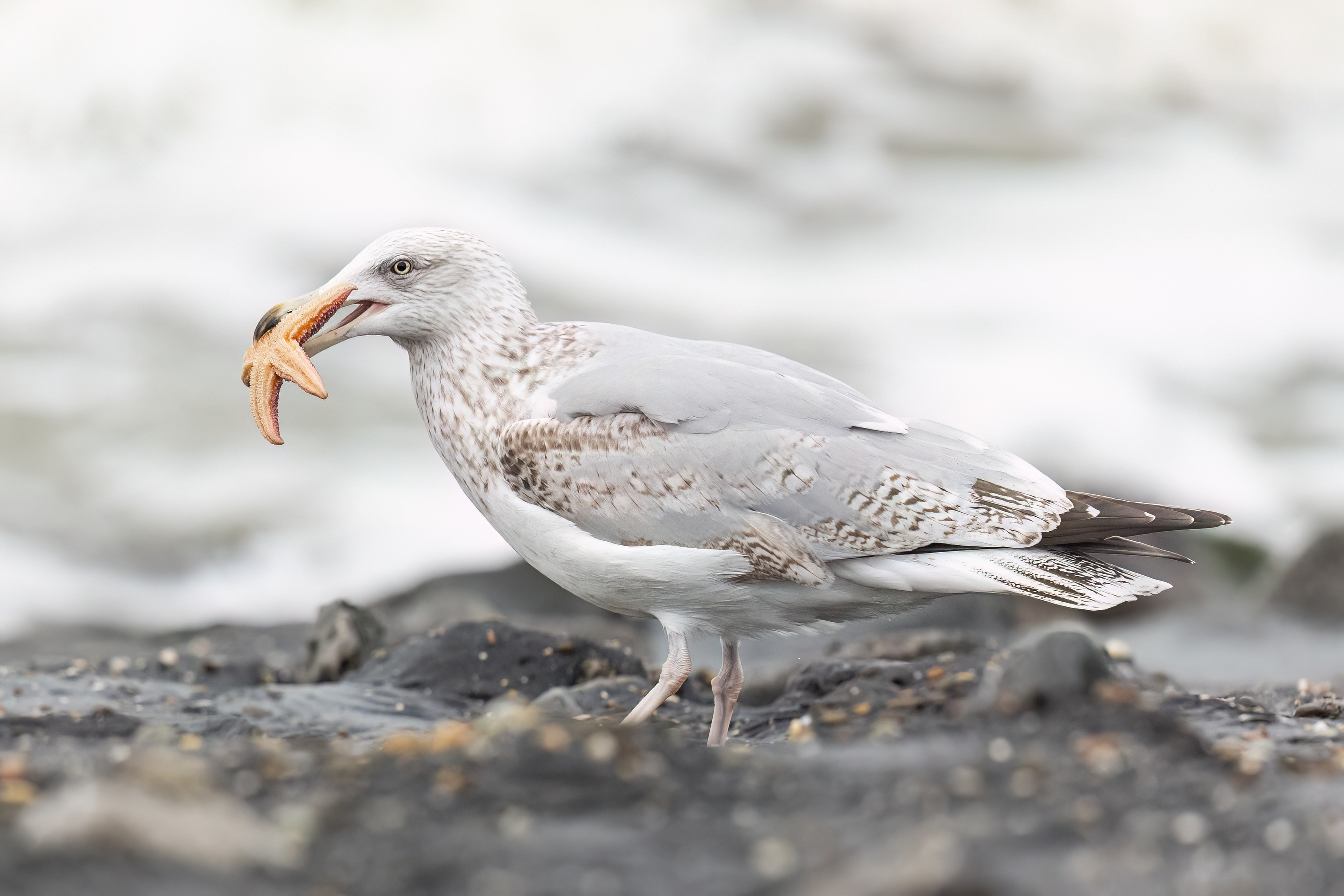 Zilvermeeuw - foto: Eva Vermeylen