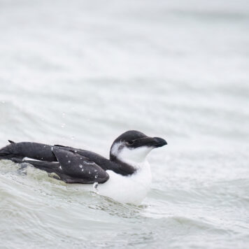 Alk - foto: Eva Vermeylen