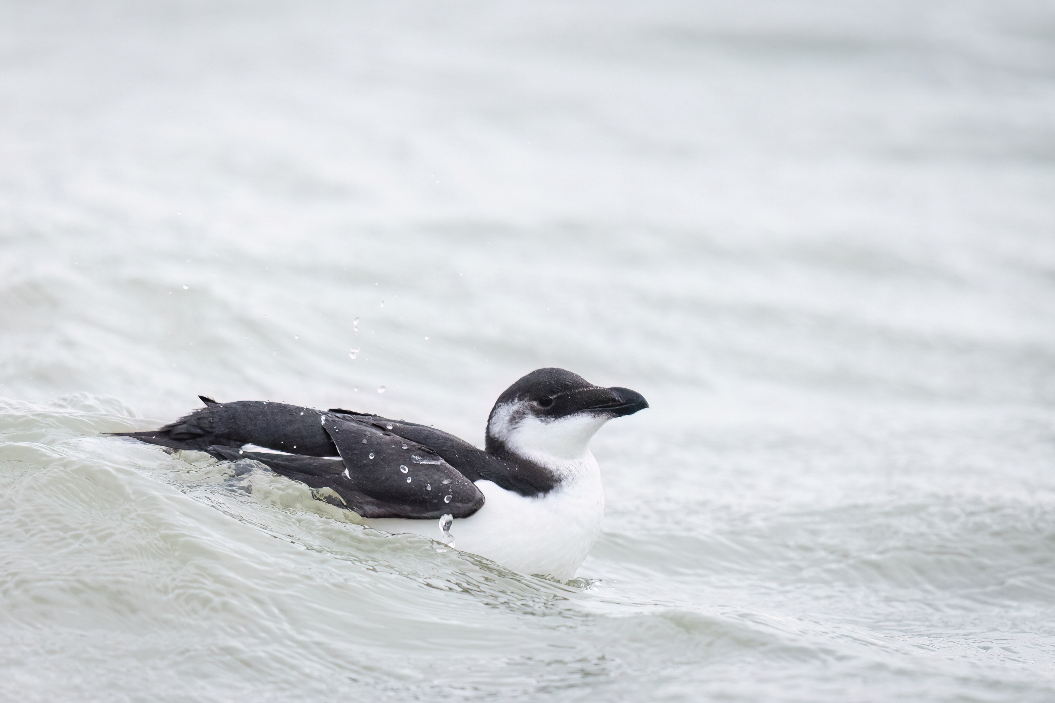 Alk - foto: Eva Vermeylen