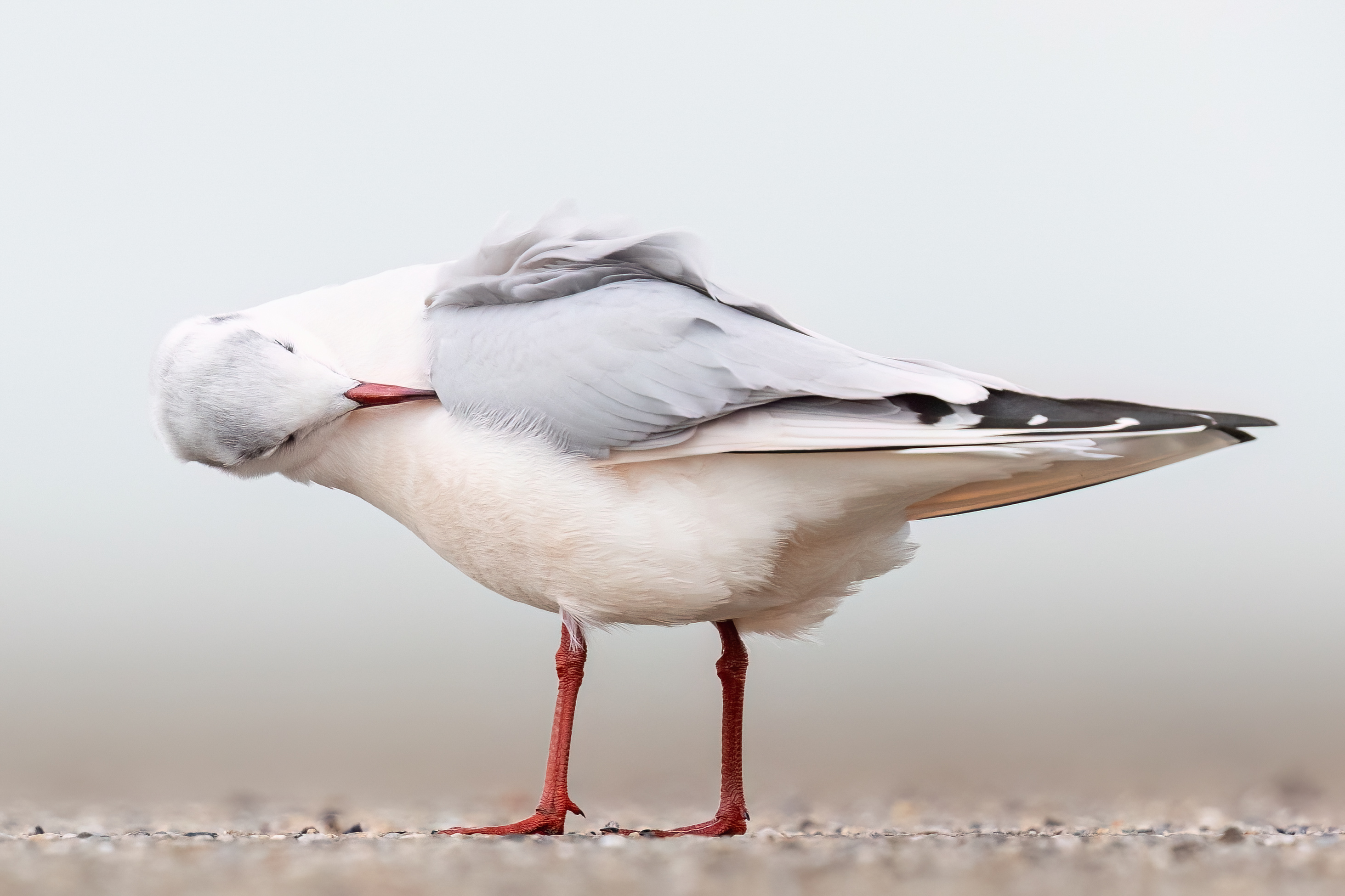 Kokmeeuw - foto: Eva Vermeylen