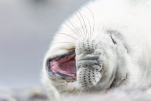 Pup van grijze zeehond - foto: Eva Vermeylen