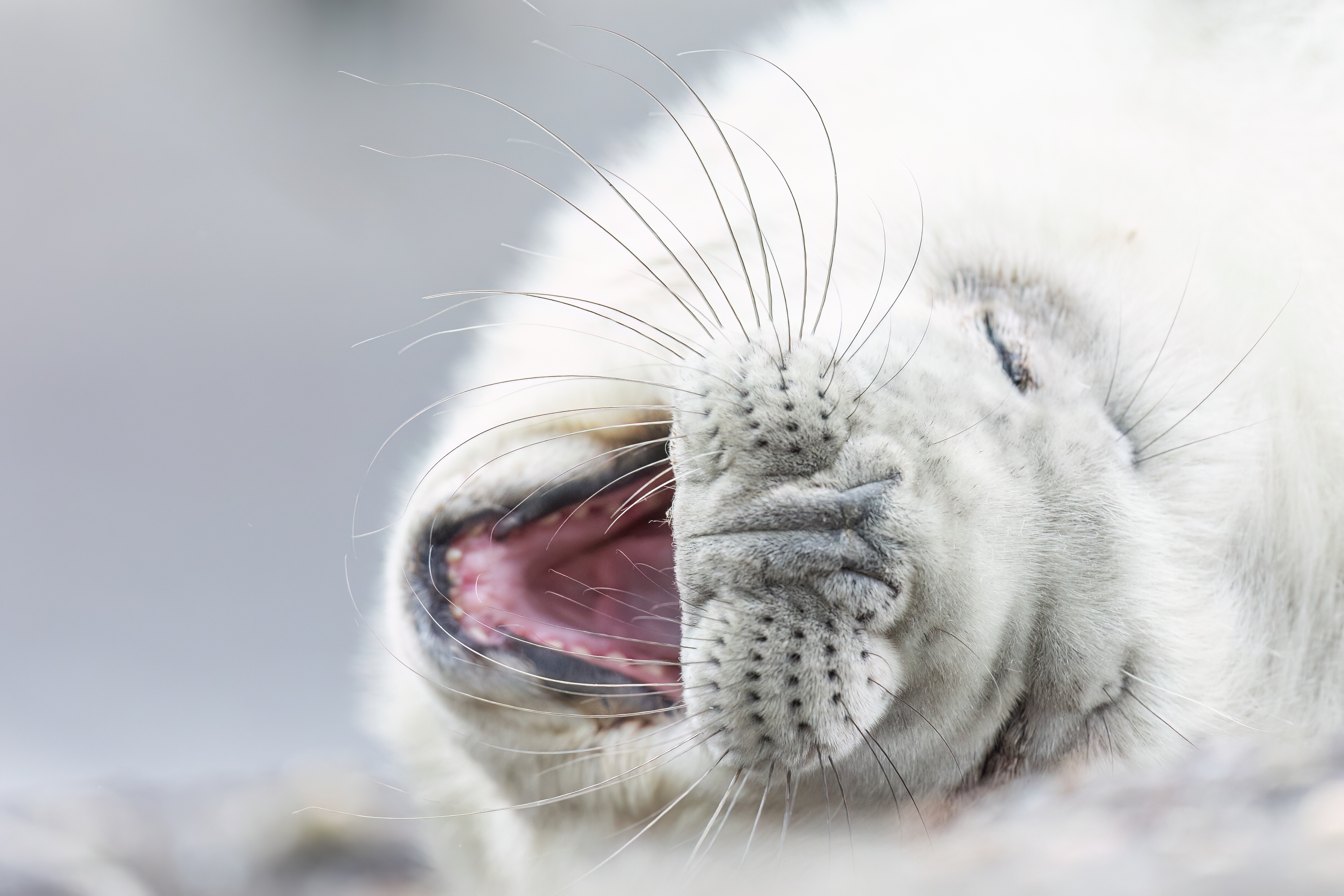 Pup van grijze zeehond - foto: Eva Vermeylen