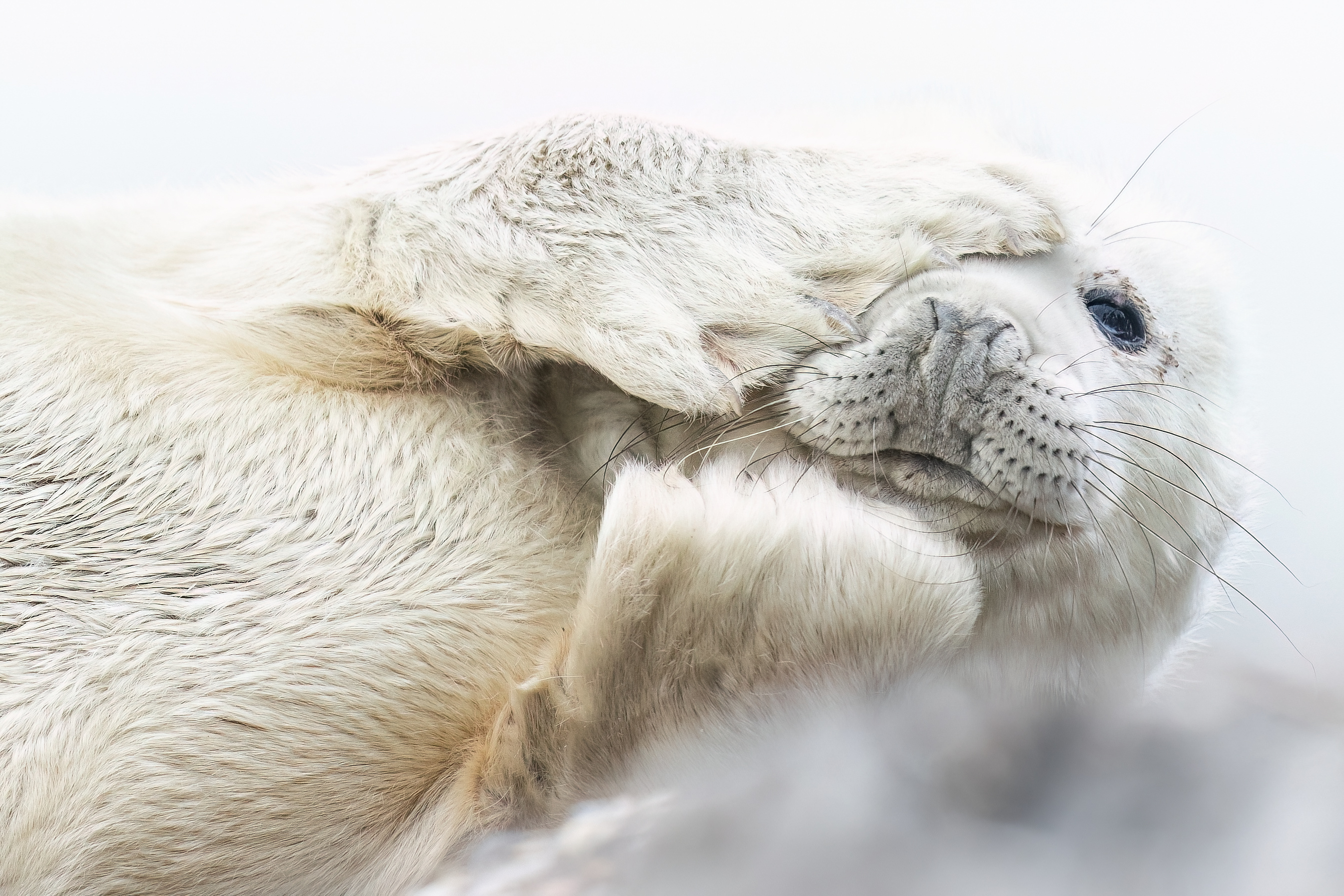 Pup van grijze zeehond - foto: Eva Vermeylen