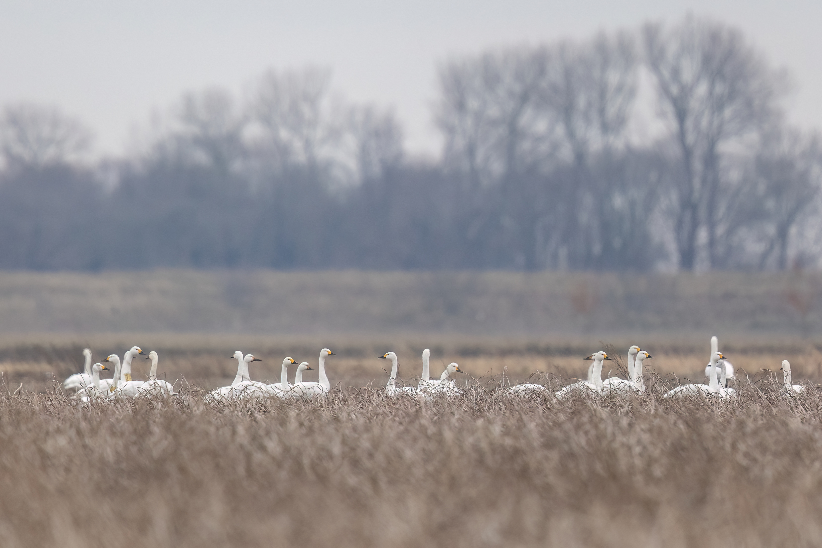 Kleine zwanen - foto: Eva Vermeylen