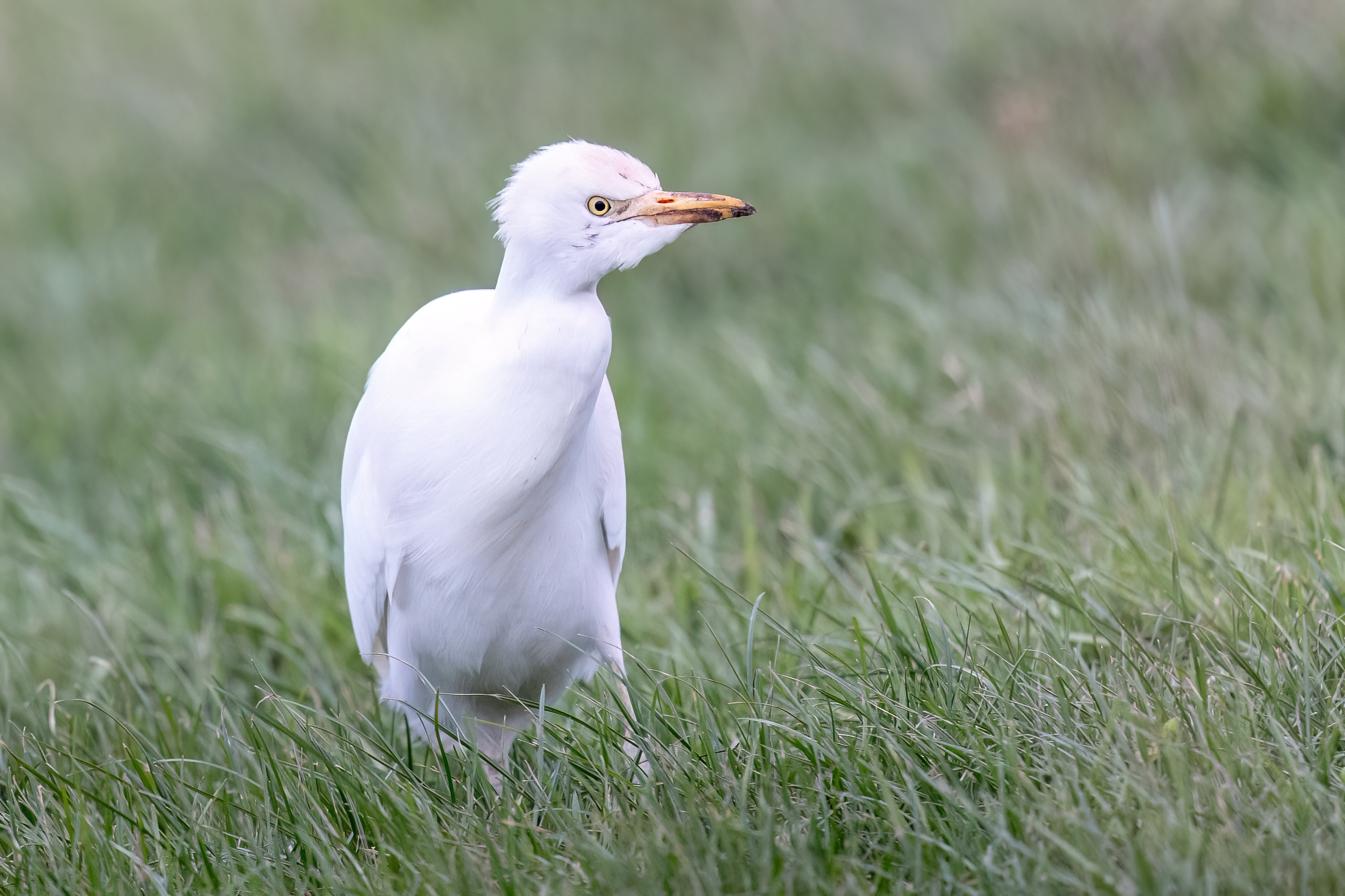 Koereiger - foto: Eva Vermeylen
