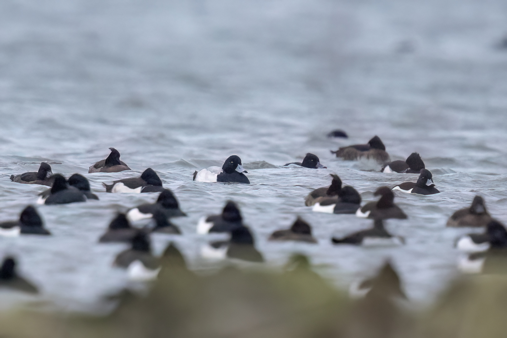 Topper tussen kuifeenden - foto: Eva Vermeylen