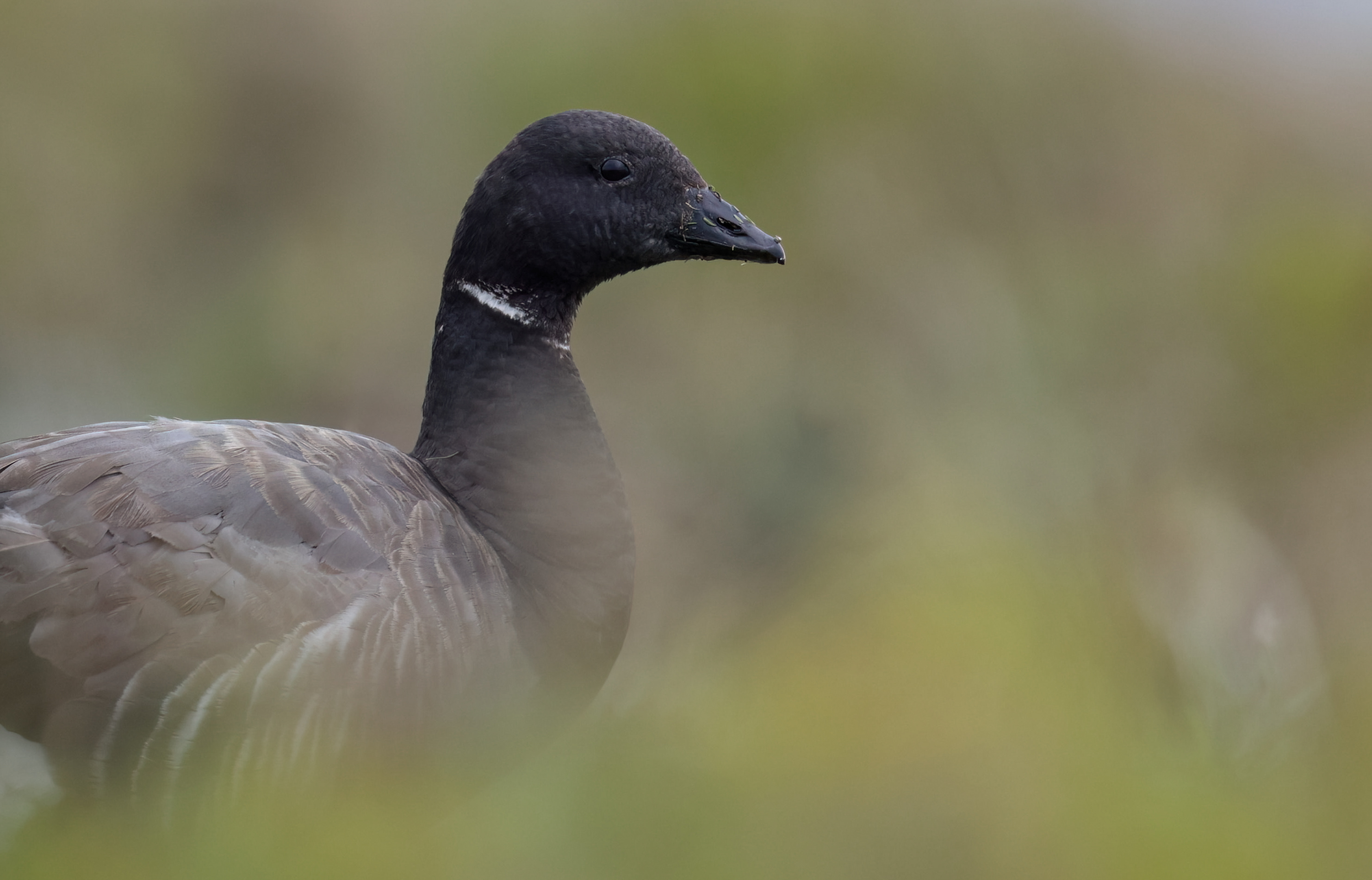 Rotgans - foto: Eva Vermeylen