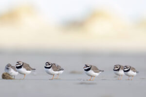 Bontbekplevieren - foto: Eva Vermeylen