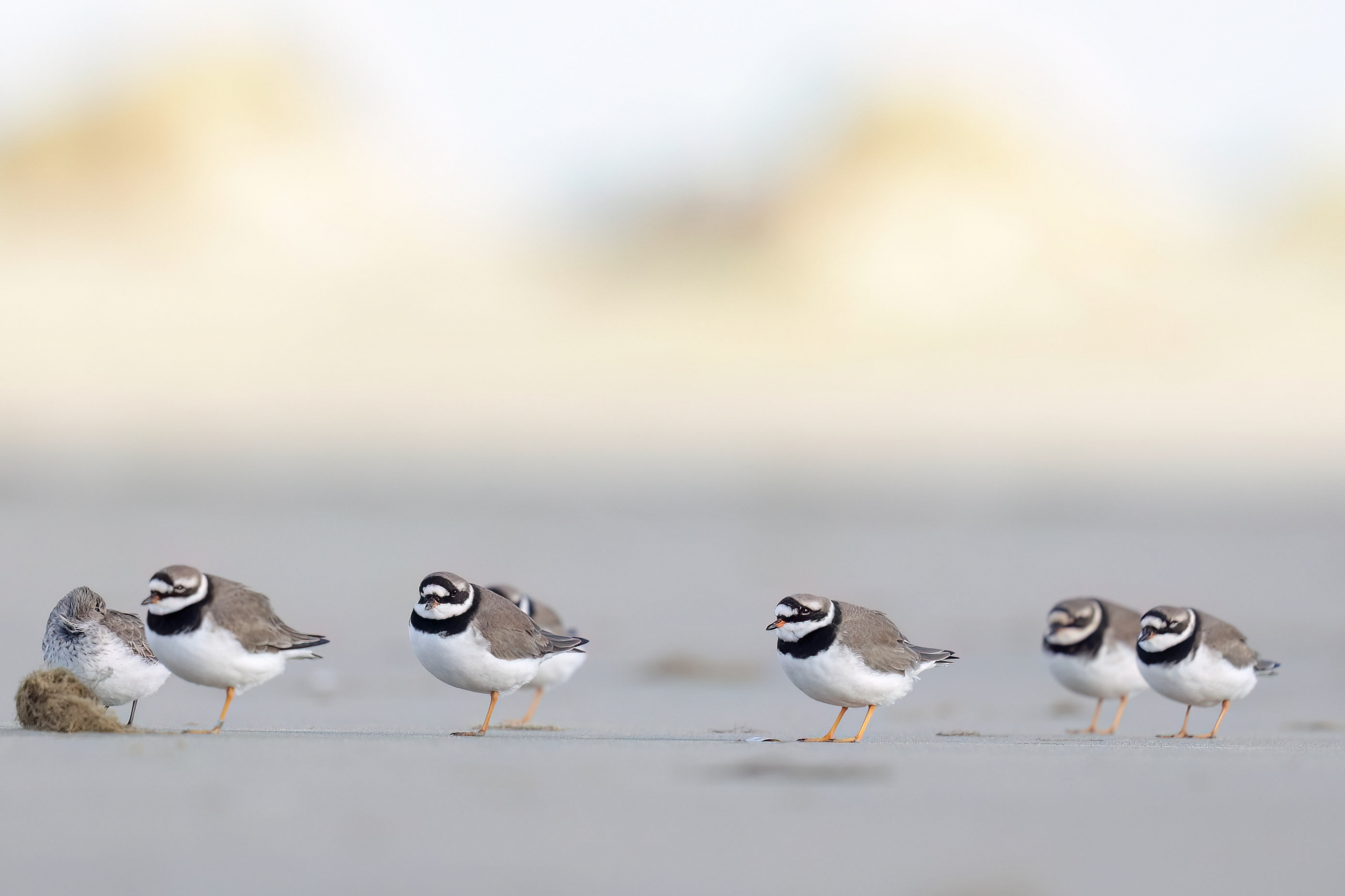 Bontbekplevieren - foto: Eva Vermeylen