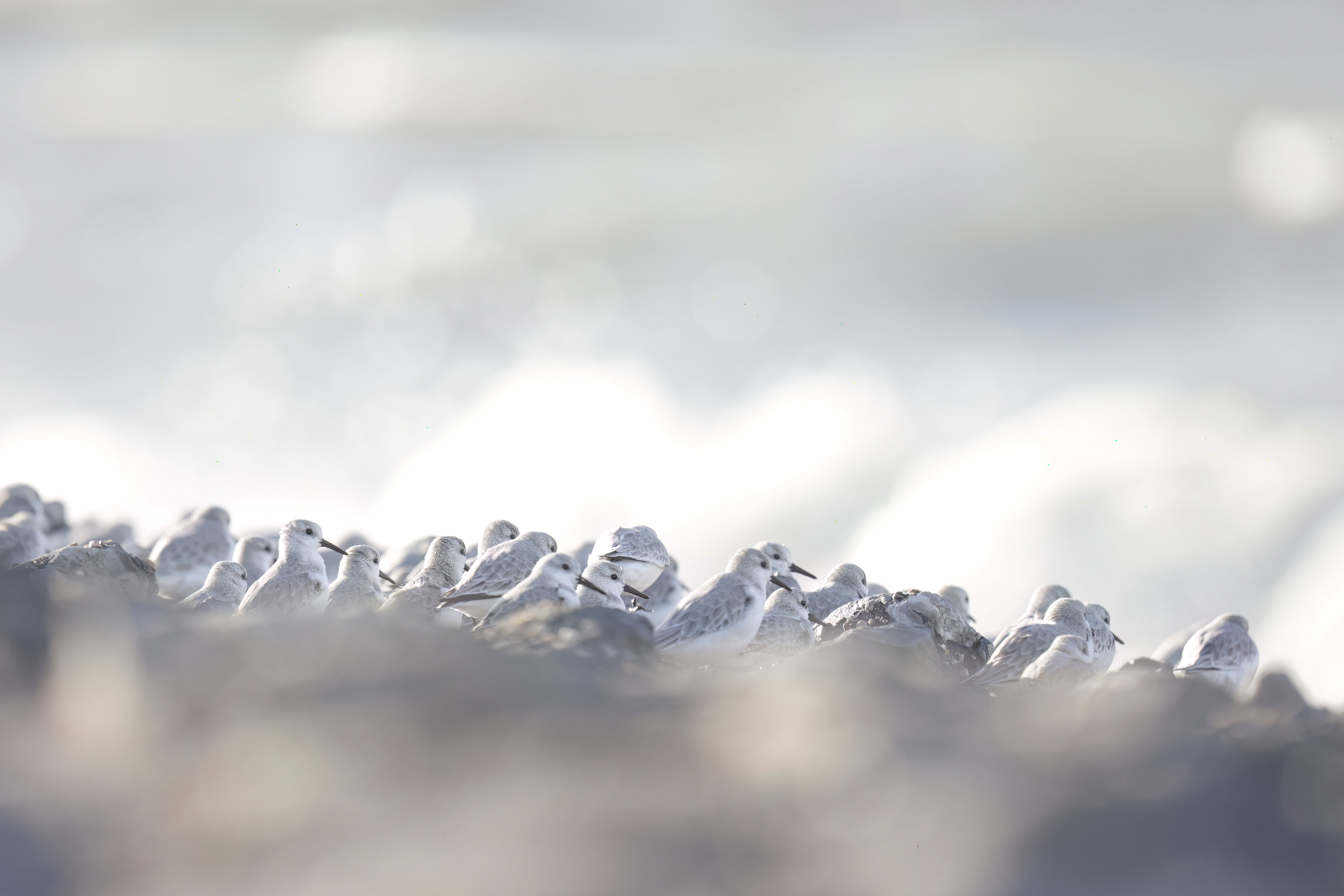 Drieteenstrandlopers - foto: Eva Vermeylen