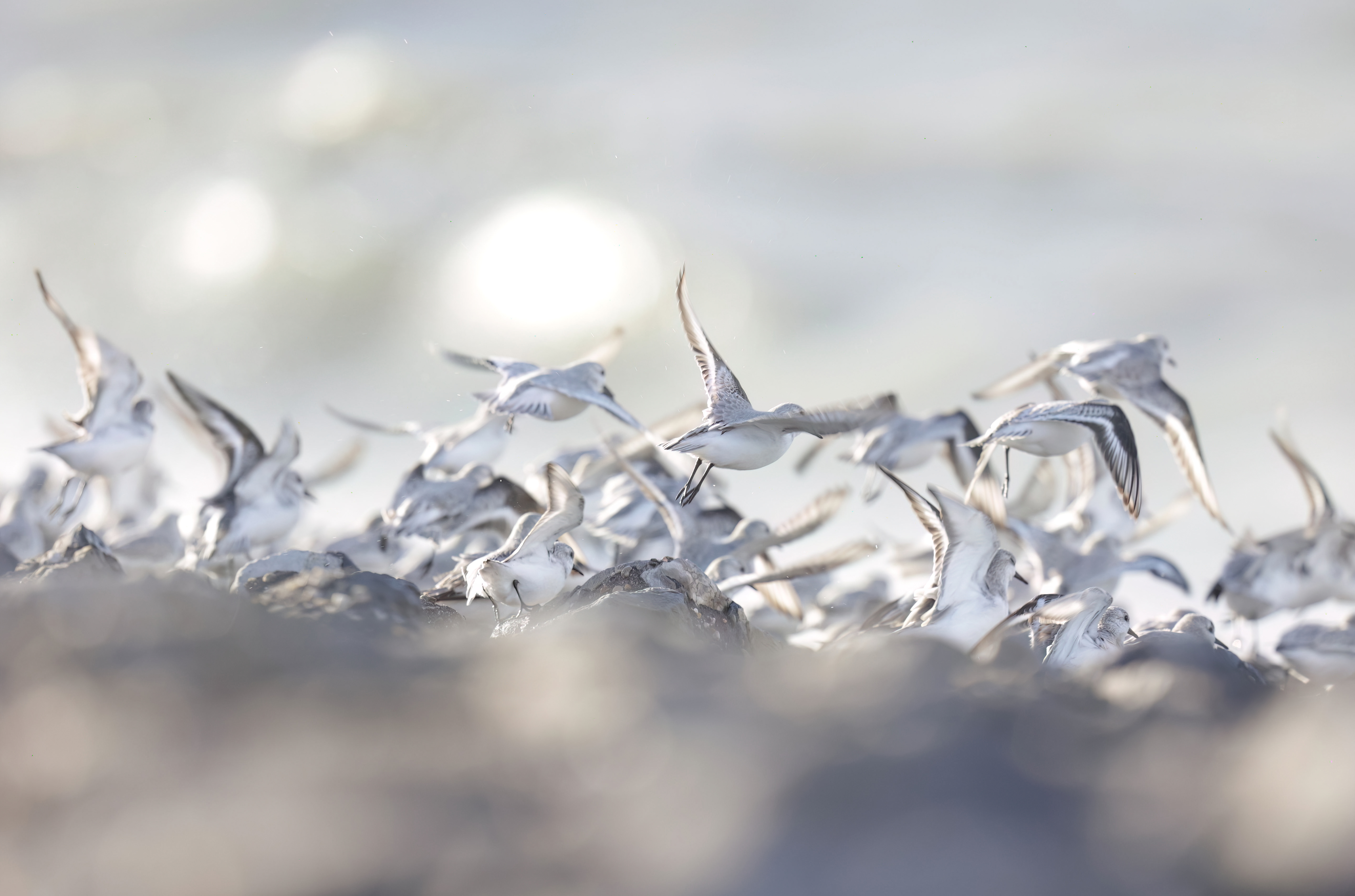 Drieteenstrandlopers - foto: Eva Vermeylen