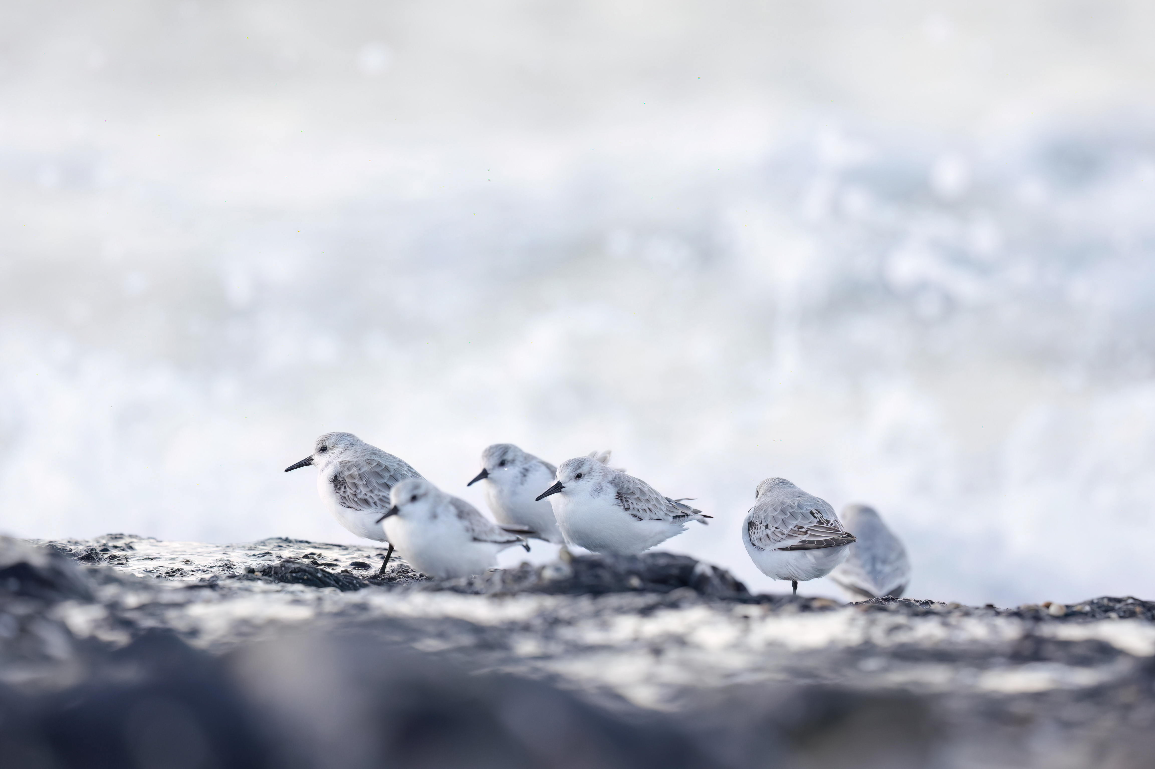 Drieteenstrandlopers - foto: Eva Vermeylen