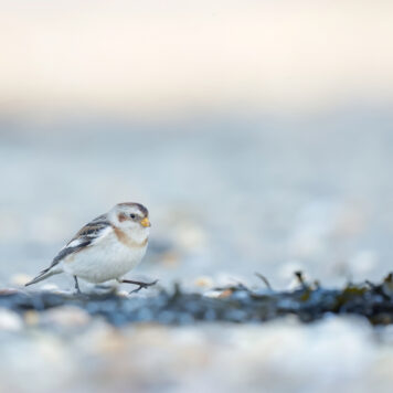 Sneeuwgors - foto: Eva Vermeylen