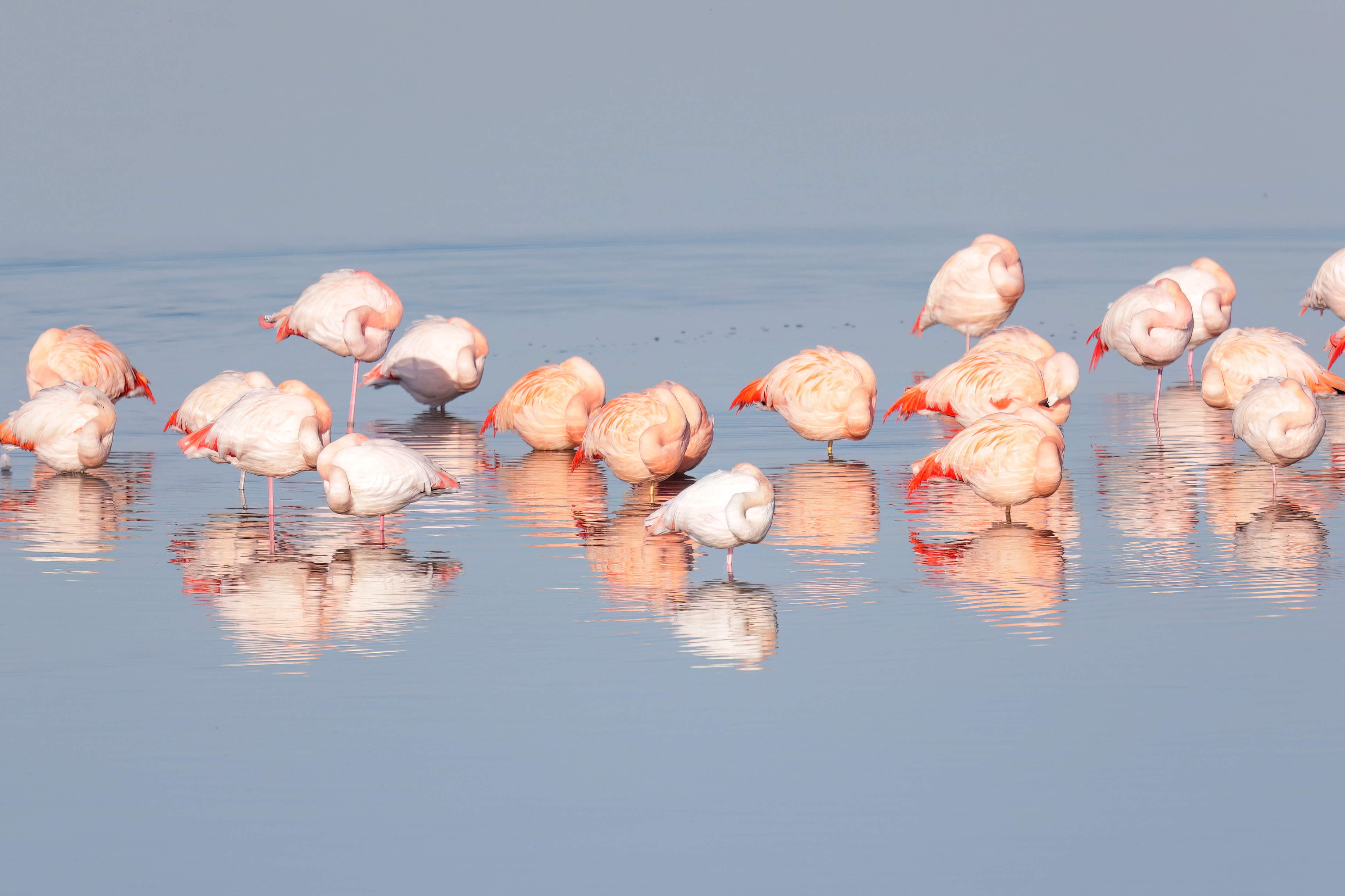 Flamingo's - foto: Eva Vermeylen