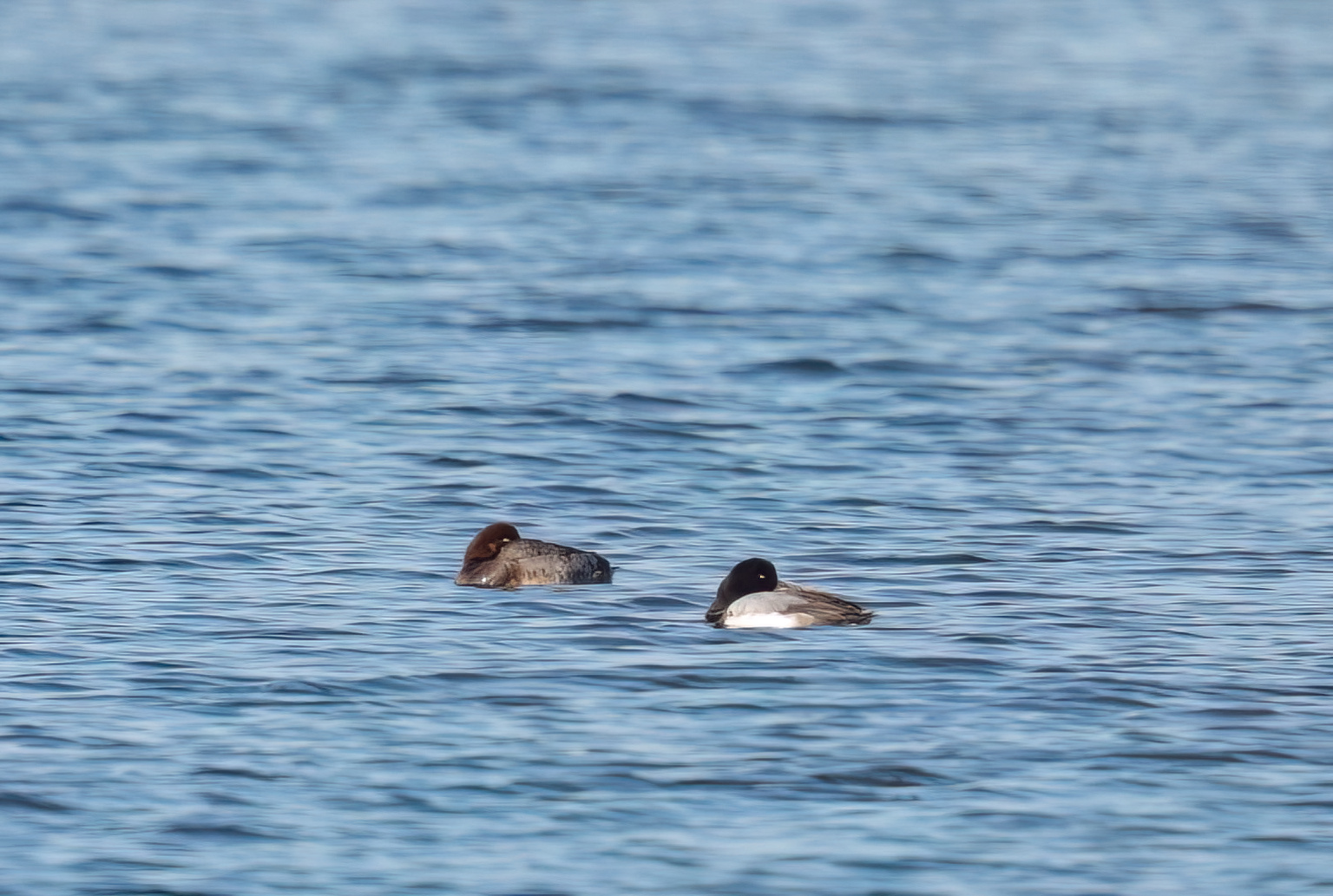 Koppeltje toppereend - foto: Eva Vermeylen