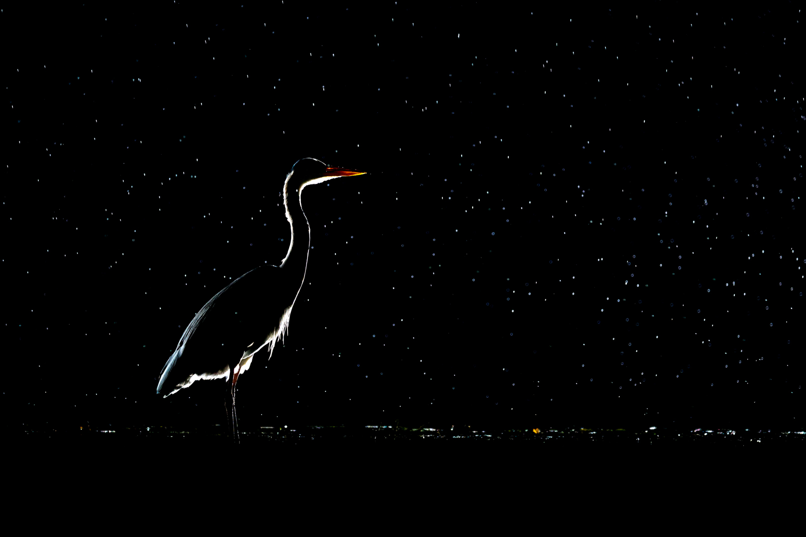 Blauwe reiger – foto: Tom Linster