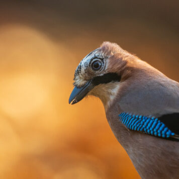 Gaai – foto: Tom Linster