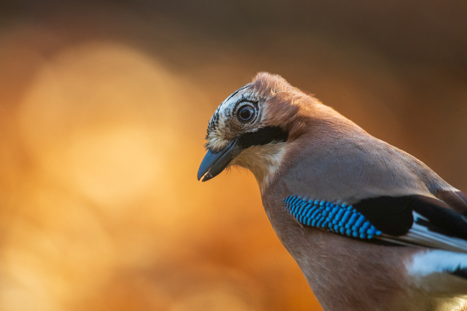 Gaai – foto: Tom Linster